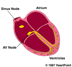 HeartPoint: Atrial Fibrillation