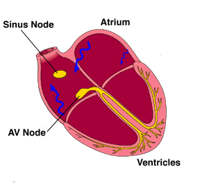 www.heartpoint.com