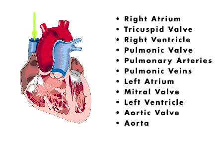 Heart diagram blood flow animation